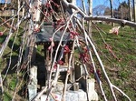 三春滝桜2010.4.8ダイジェスト Miharu waterfall cherry blossoms digest
